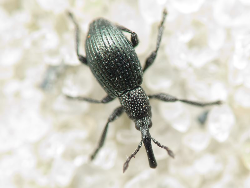 Ceratapion (Acanephodus) onopordi (W. Kirby, 1808)